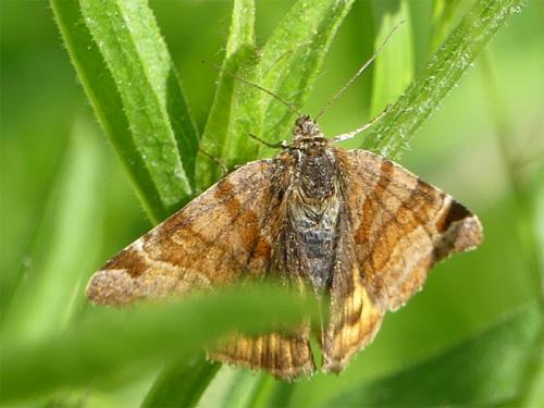 Réf. 209 180 : Euclidia glyphica